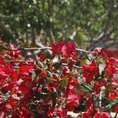 Les Jardins De Santa Giulia - Charmante D'hote 1